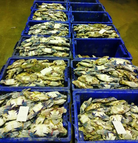 จำหน่ายอาหารทะเลสด มหาชัย