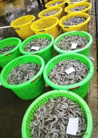 จำหน่ายกุ้ง ราคาส่ง