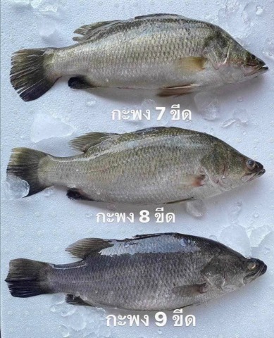 ปลากระพง